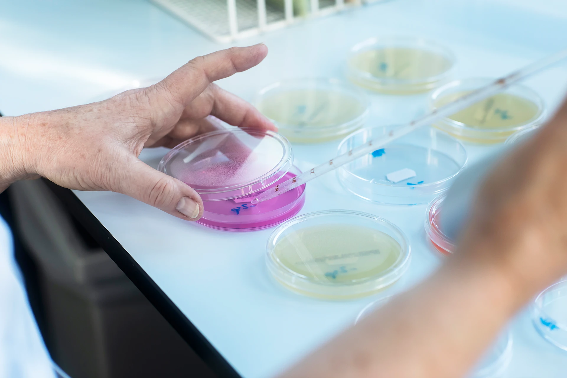 Analisi Laboratorio Search 7