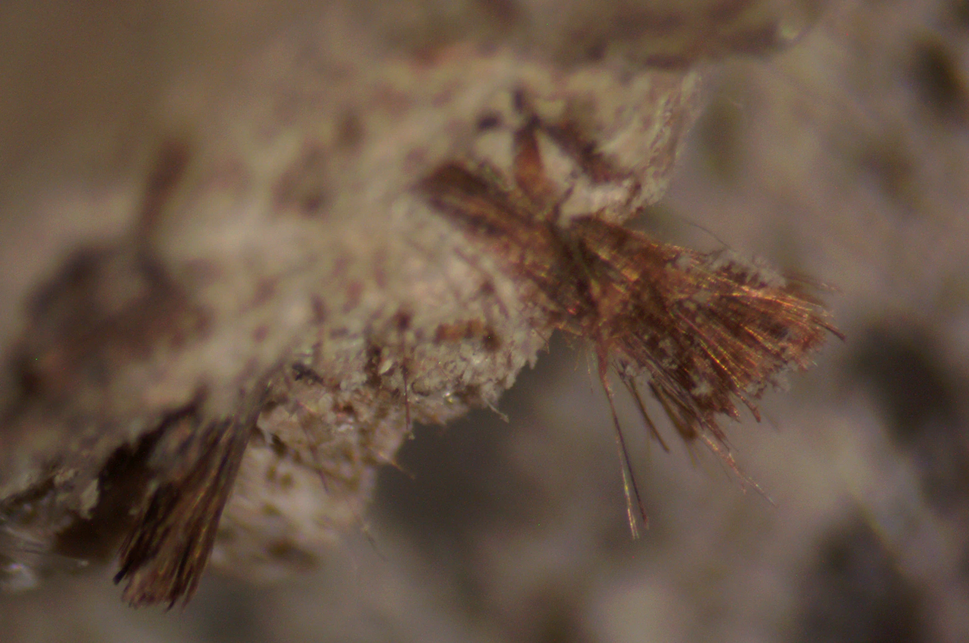 analisi-amianto-laboratorio-search-3